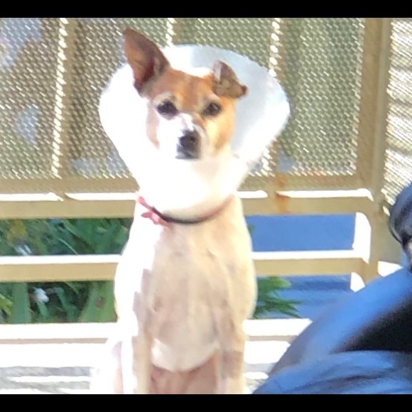 SWEET HAZEL - Picture 4 of 16